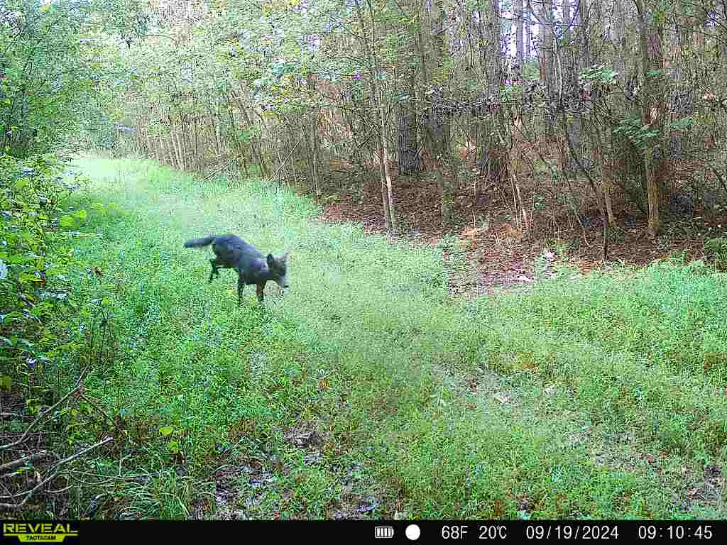 black coyote 9-18-24.JPG