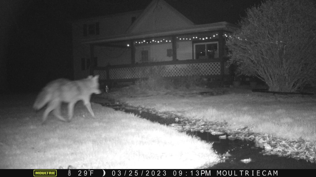 coyote in yard .JPG