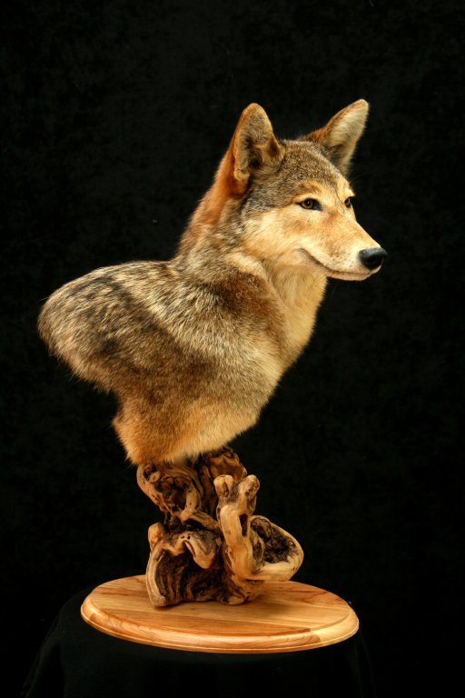 coyote pedestal.JPG