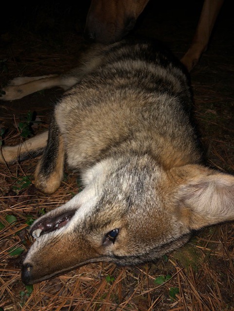 YOTE 113024 1.jpg