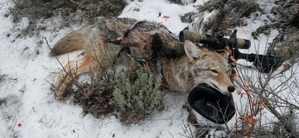 Yote Down 11-30-23.jpg